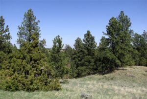 nhn Lone Rock Canyon, Hysham, MT photo 9