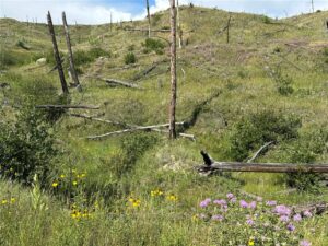 118 Buckskin Drive, Roundup, MT photo 4